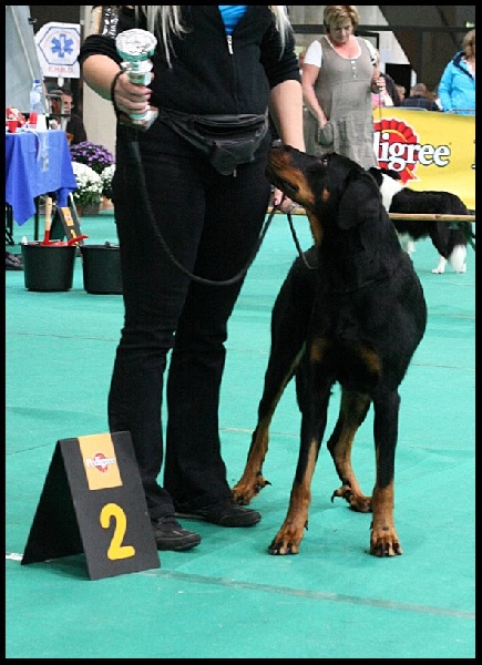 Fyotta du stuyver veld - 2e Excellent - cl. interm.