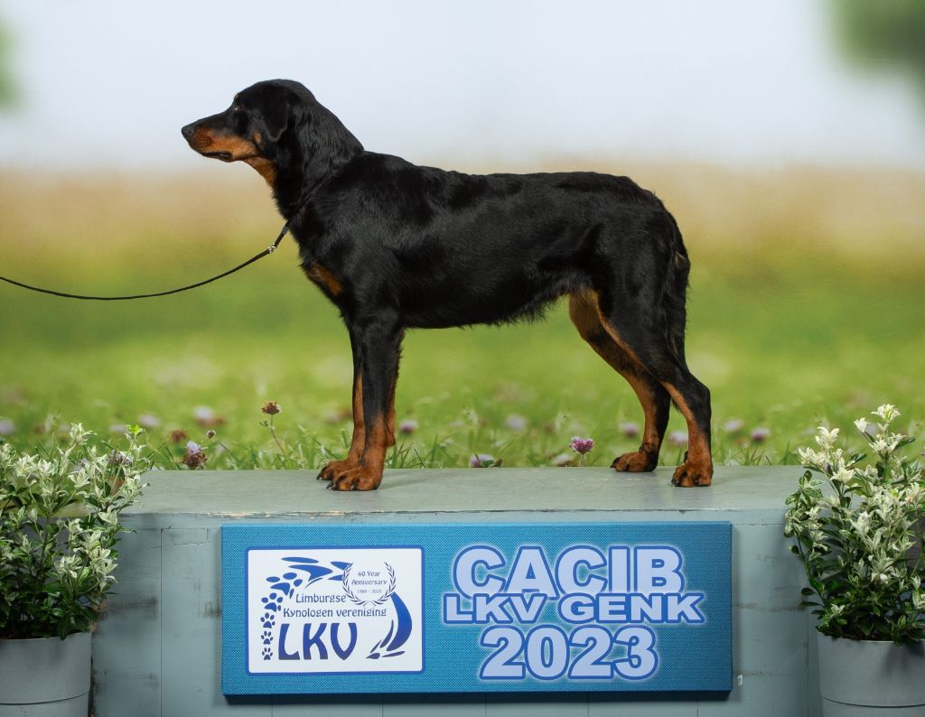 CH. Vousia L'ami De La Campagne - 1e EXC JR-CACIB, Meilleur jeune, Meilleur femelle et BOB