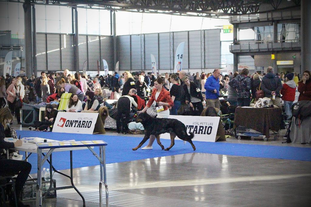 CH. Q'navarre L'ami De La Campagne - 1e EXC CAC (champion tcheque république)