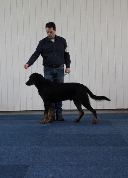 CH. Morse (monty) L'ami De La Campagne - 2e Excellent ResVDH (cl ch)