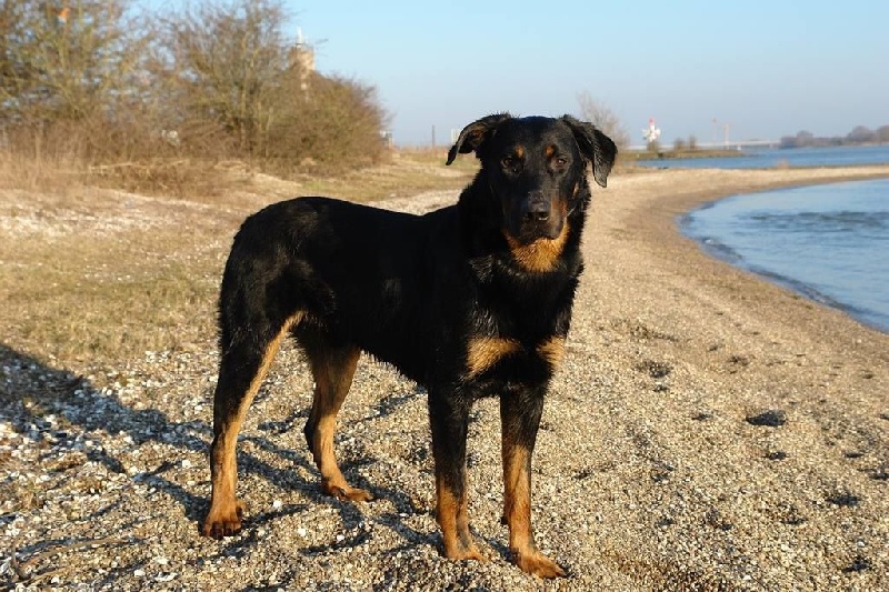 CH. Morse (monty) L'ami De La Campagne - 1e Exc RCAC RCACIB (cl. champ.)