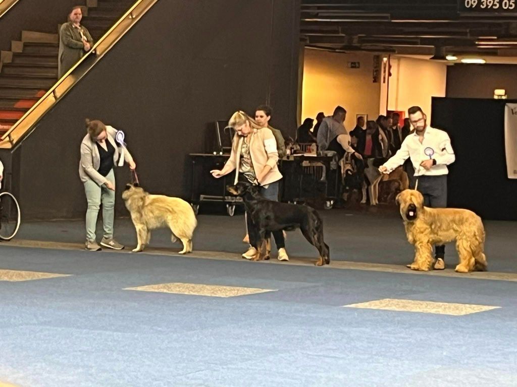 CH. Vousia L'ami De La Campagne - 1e EXC / FCI-JR-CACIB / BEST JUNIOR / BOB