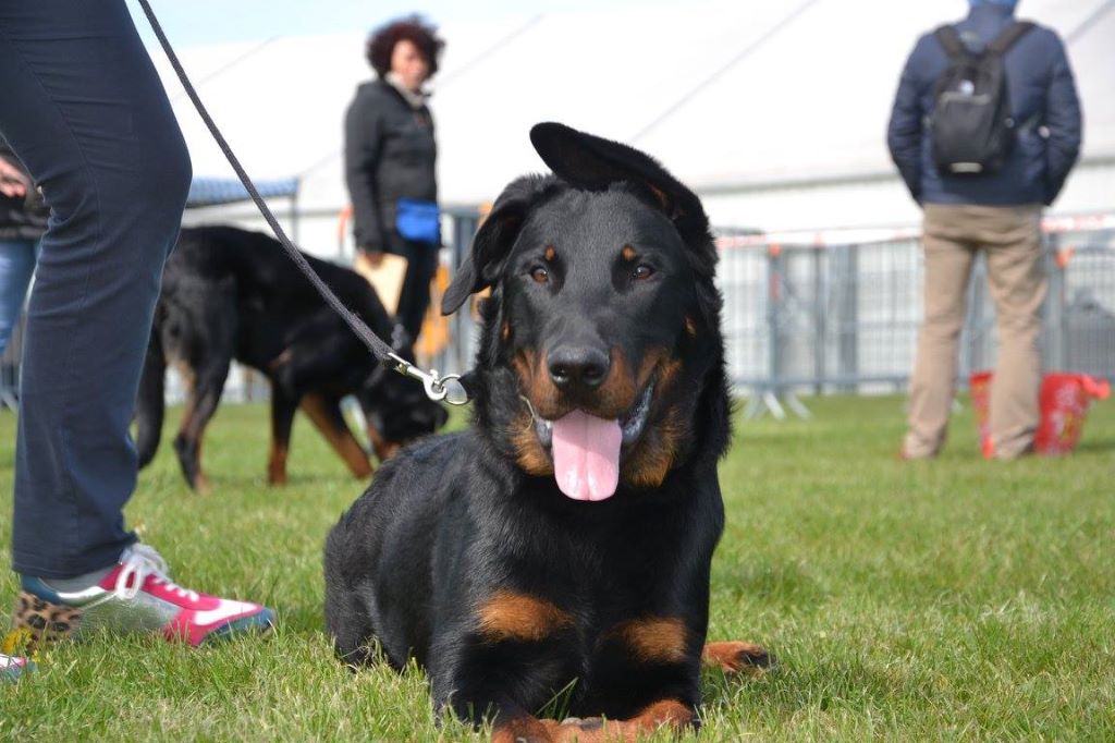 Pharo L'ami De La Campagne - Très Prometteur et CANT apte