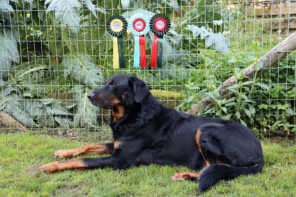 CH. Morse (monty) L'ami De La Campagne - 1e EXC, Vet. Ch. VDH, VCAC, Vet-CACIB, Best Veteran
