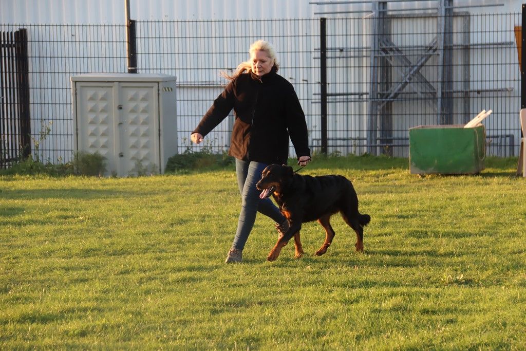 CH. Vousia L'ami De La Campagne - EXC MORPHO / EXC TAN COTATION 3 1e plaats openklas