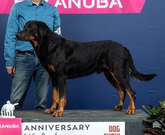 CH. Morse (monty) L'ami De La Campagne - 3e Exc classe Champion