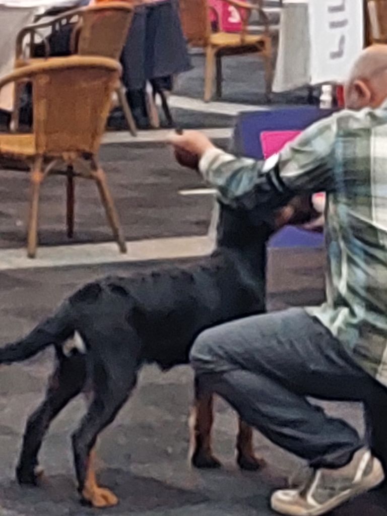 CH. Uzelle Le Bas Rouge Céleste - 1e Très prometteur - Meilleur baby