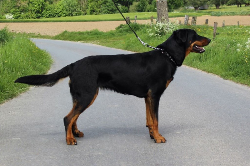 Nelle L'ami De La Campagne - 1e Exc (cl interm.)