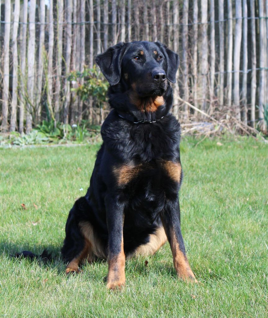 CH. Uzelle Le Bas Rouge Céleste - 1e EXC, CACIB / VDH punt / CAC / BOB / EUROPASIEGER 2023