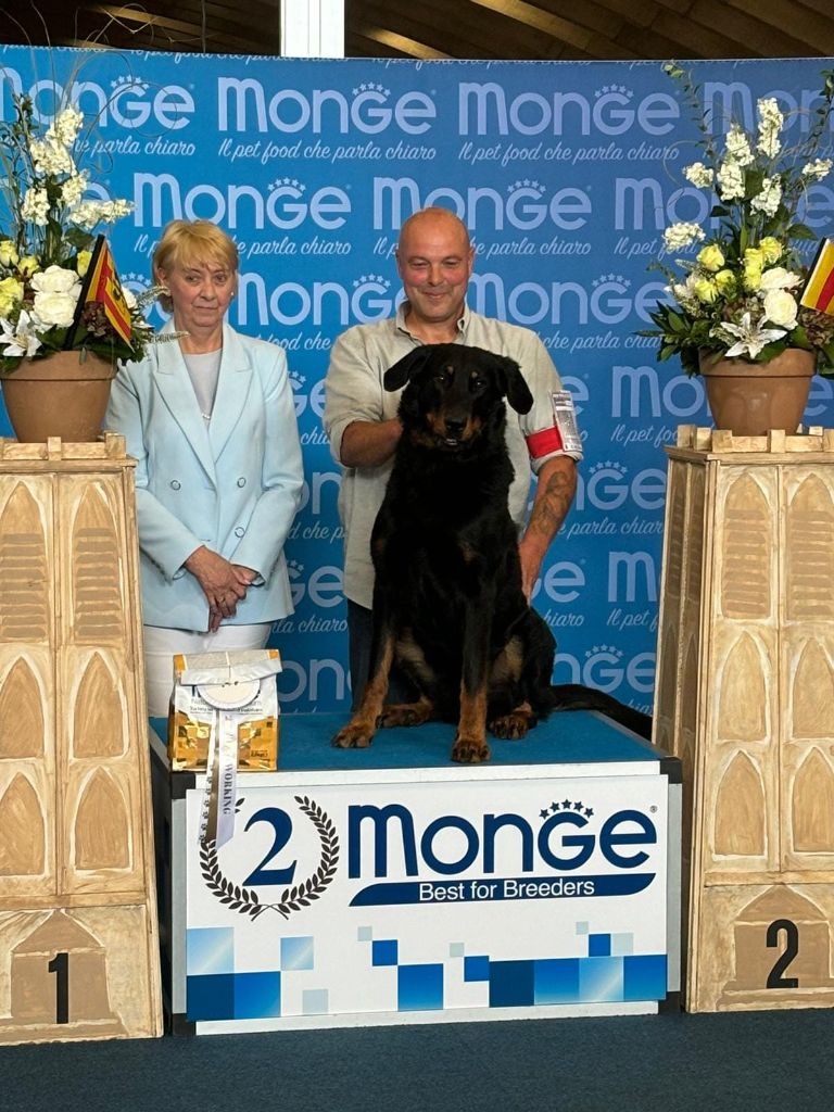 CH. Solo L'ami De La Campagne - 1e EXC CAC CACIB Meilleur chien de travaille & BOB