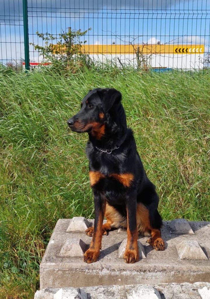 CH. Uzelle Le Bas Rouge Céleste - 1e EXC - Meilleur Jeune - Meilleur de race (BOB)