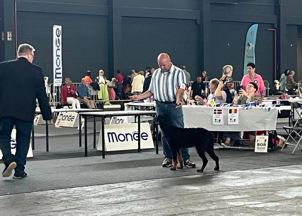 Whyava L'ami De La Campagne - 1e VB / TP BESTE PUPPY