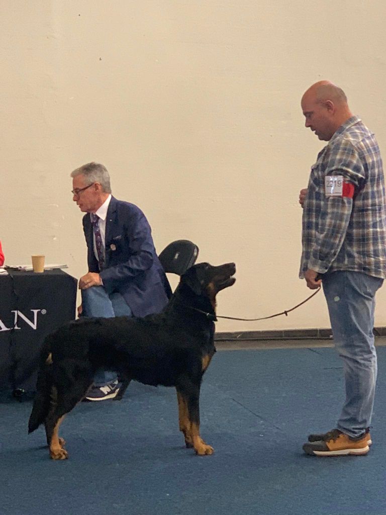 CH. Uzelle Le Bas Rouge Céleste - 2e EXC ResVDH - ResCAC - ResCACIB