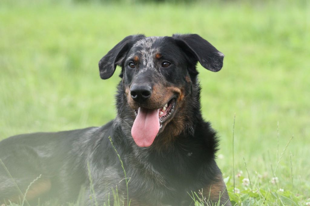 CH. Q'navarre L'ami De La Campagne - Réussi test ZMT (formation policière de base, pistage, obéissance et défense)