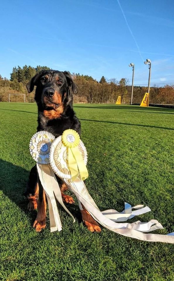 CH. Q'navarre L'ami De La Campagne - 1e EXC CAC BOB Spéciale Winner 2019
