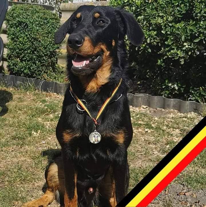 CH. Solo L'ami De La Campagne - Réussi / Geslaagd