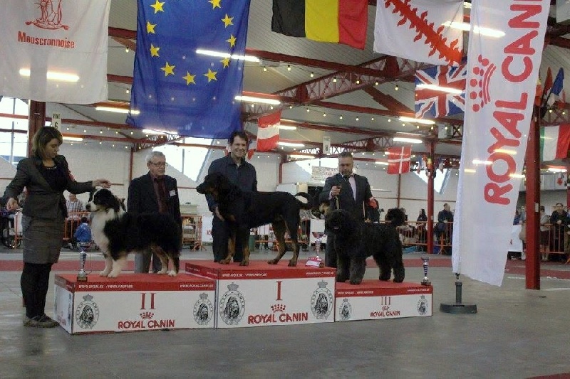 CH. Morse (monty) L'ami De La Campagne - 1Exc CAC CACIB BOB Meilleur chien du group 1