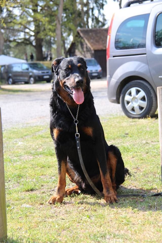 CH. Morse (monty) L'ami De La Campagne - EXCELLENT (cl. Champ)