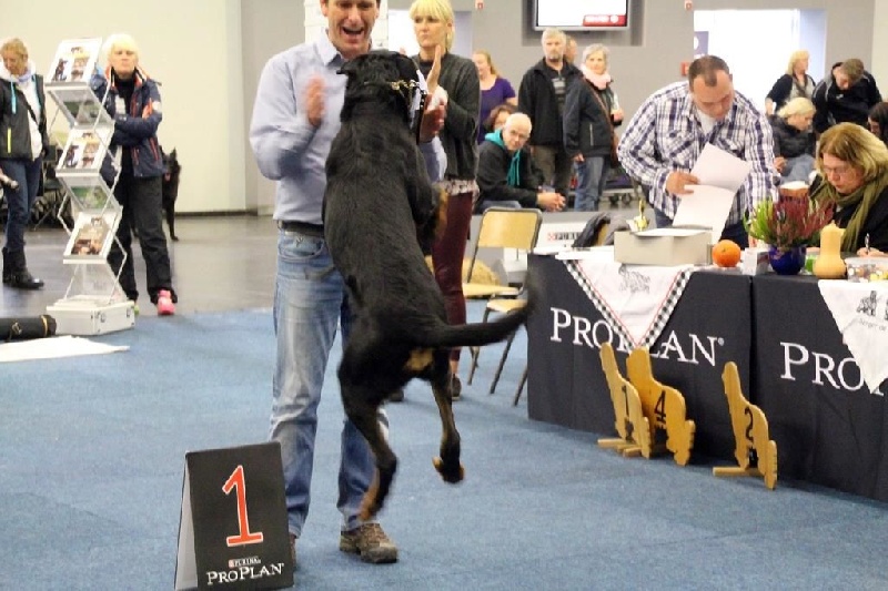 CH. Morse (monty) L'ami De La Campagne - 1e exc VDH-Cha point, CAC - CACIB - BOB & BUNDESSIEGER 2015