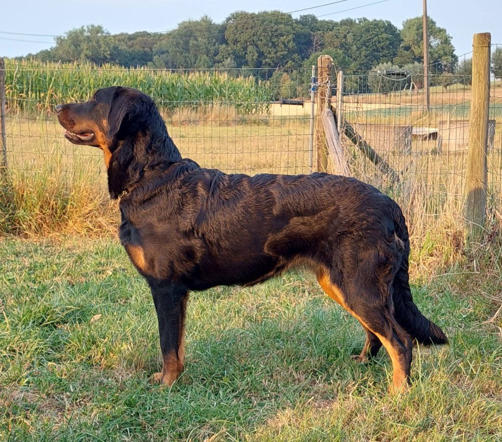 CH. Uzelle Le Bas Rouge Céleste - 1e EXC MEILLEUR JEUNE ET CHAMPIONNE JEUNE DE BELGIQUE