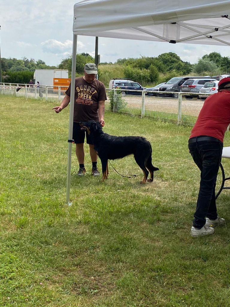 CH. Vie en rose by piaf L'ami De La Campagne - EXC MORPHO / EXC TAN (afwezig voor finaleronde)