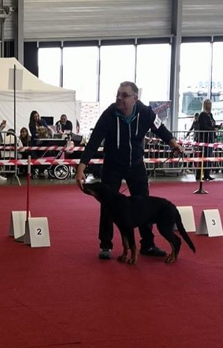 CH. Solo L'ami De La Campagne - 2e TP (classe puppy)