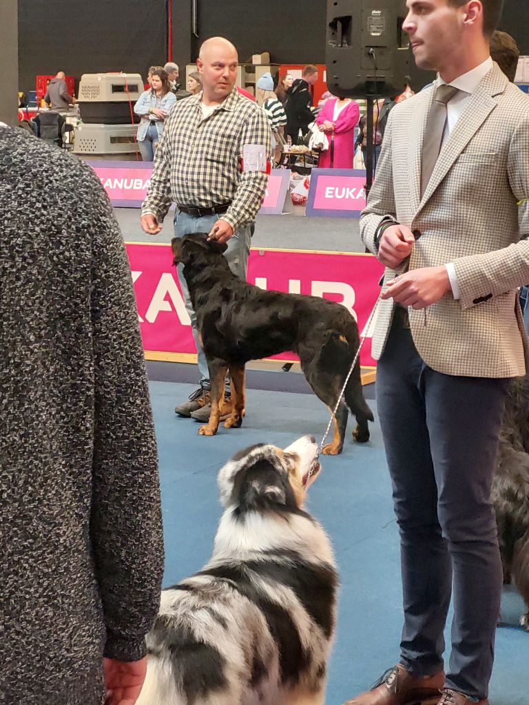 CH. Uzelle Le Bas Rouge Céleste - 1e EXC/UITM CAC CACIB BOB