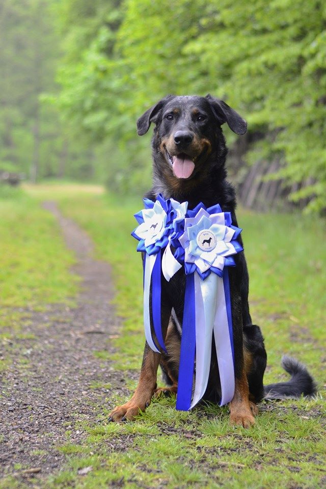 CH. Q'navarre L'ami De La Campagne - 1e EXC CAC MEILLEUR MÂLE, Clubchampion 2019