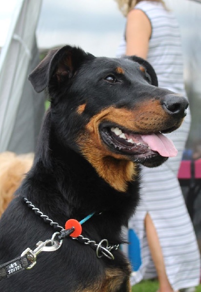 Nelle L'ami De La Campagne - 1e Exc - CAC - Meilleur femelle