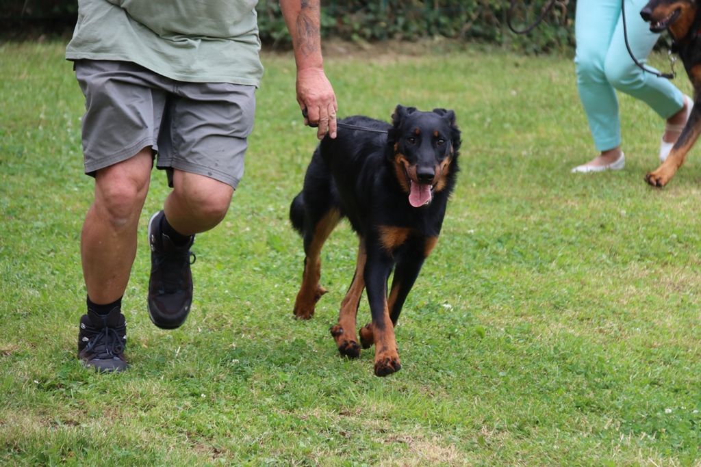 Whyava L'ami De La Campagne - 1e EXC BEST JUNIOR - CHAMPIONNE JEUNE LUXEMBOURG