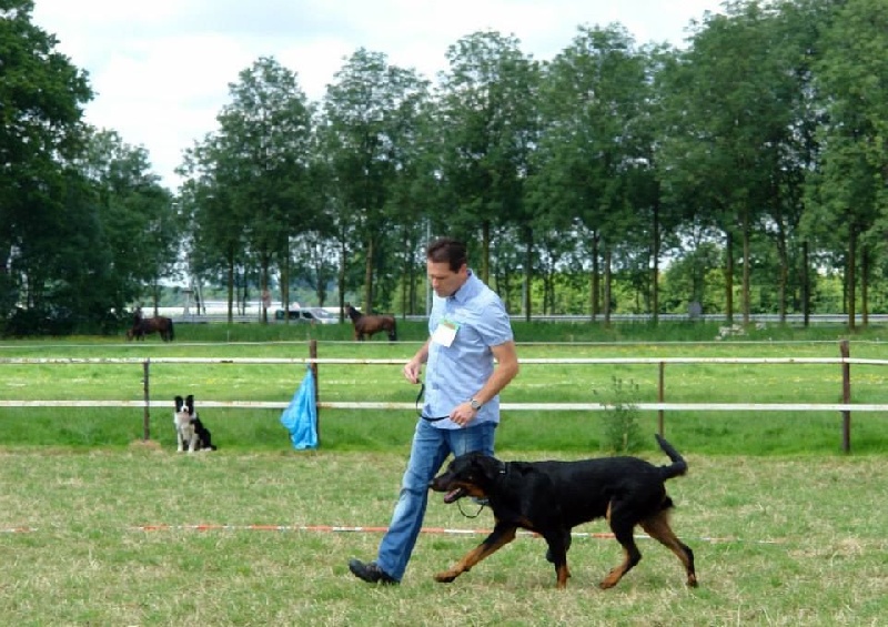 CH. Morse (monty) L'ami De La Campagne - 2e Excellent (5 jeune mâles)