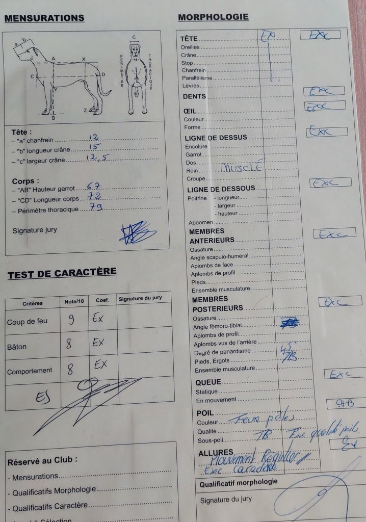CH. Vie en rose by piaf L'ami De La Campagne - EXC MORPHO / EXC TAN COTATION 3