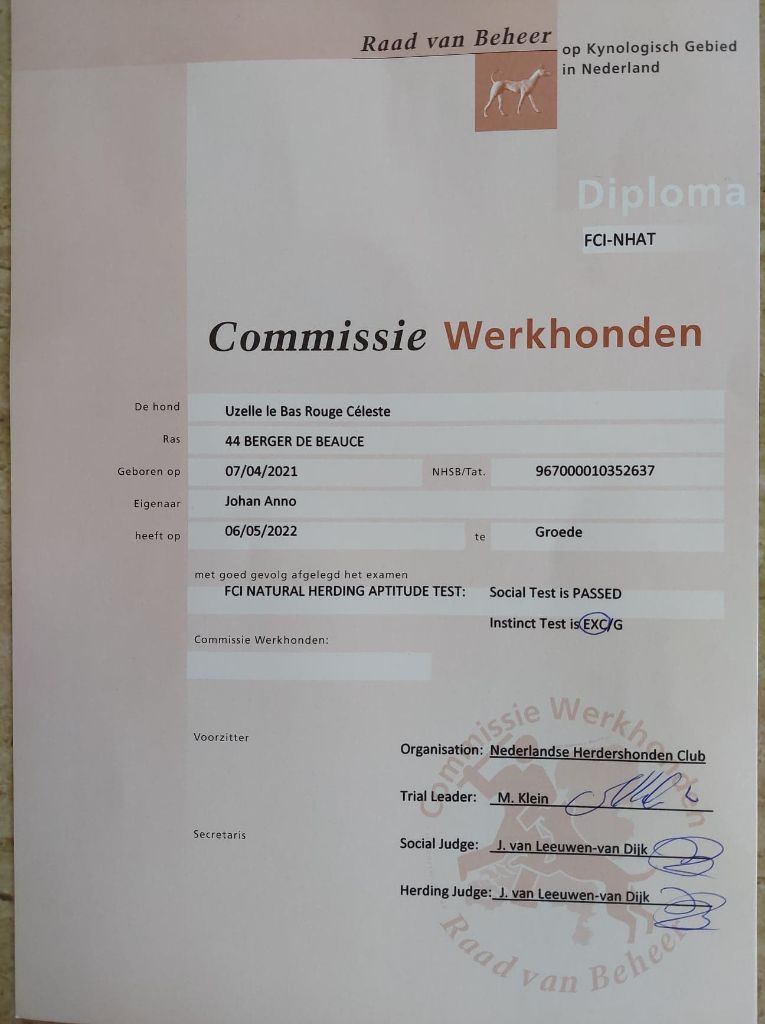 CH. Uzelle Le Bas Rouge Céleste - ST réussi / Troupeau excellent