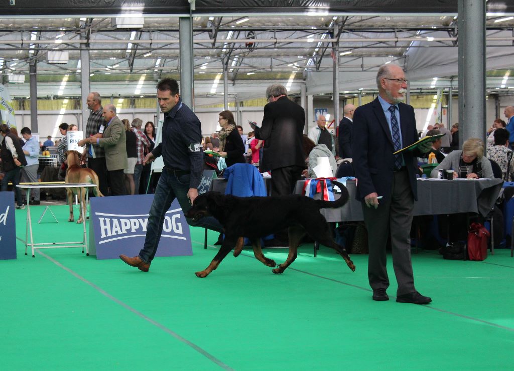 CH. Morse (monty) L'ami De La Campagne - 1e Exc CAC - CACIB - Meilleur mâle