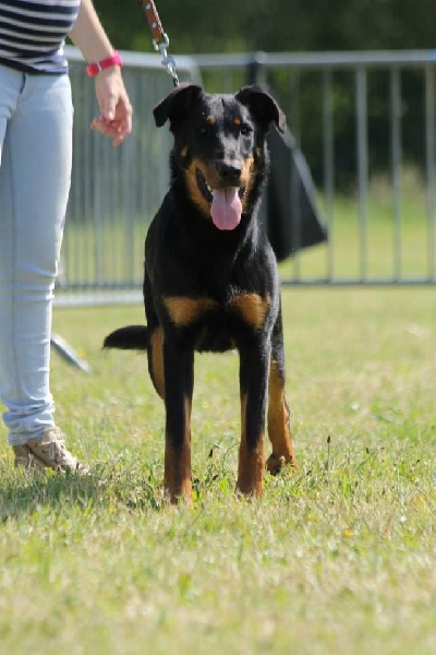 Nelle L'ami De La Campagne - Très prometteur 3e place