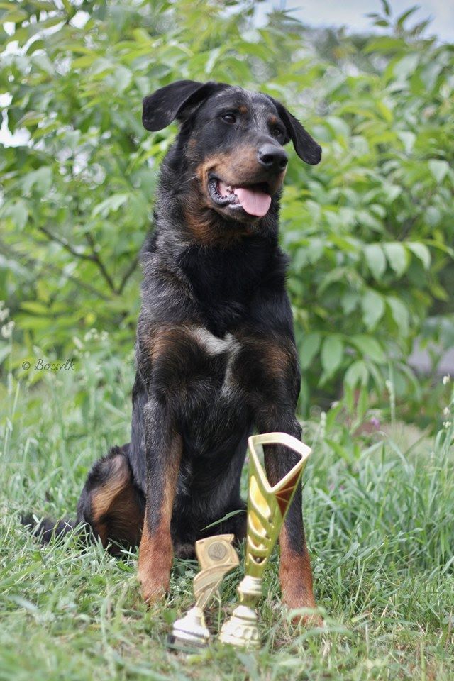 CH. Q'navarre L'ami De La Campagne - 1e EXC - Regionale Winner