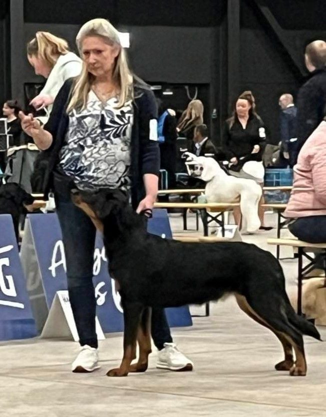 CH. Vousia L'ami De La Campagne - 1e EXC JR-CACIB et RCAC (cl jeune/jeugd)