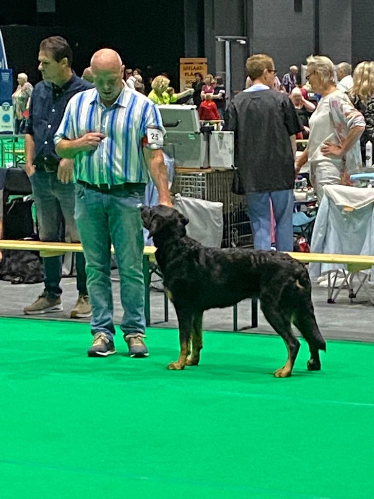 CH. Uzelle Le Bas Rouge Céleste - 1e EXC CAC CACIB BOS