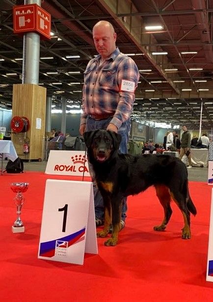 CH. Uzelle Le Bas Rouge Céleste - 1e Exc meilleur jeune - Junior Latin Winner