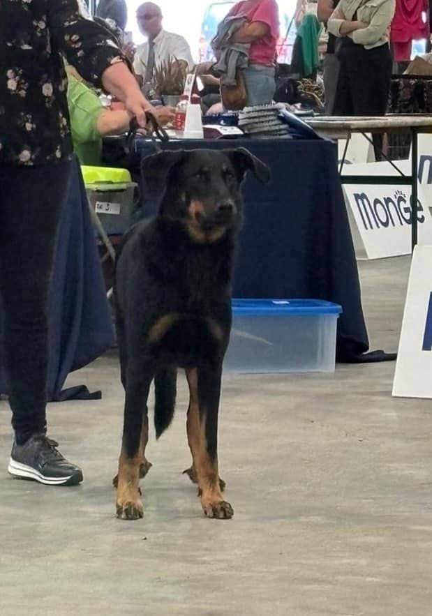 CH. Vie en rose by piaf L'ami De La Campagne - 1e ZG