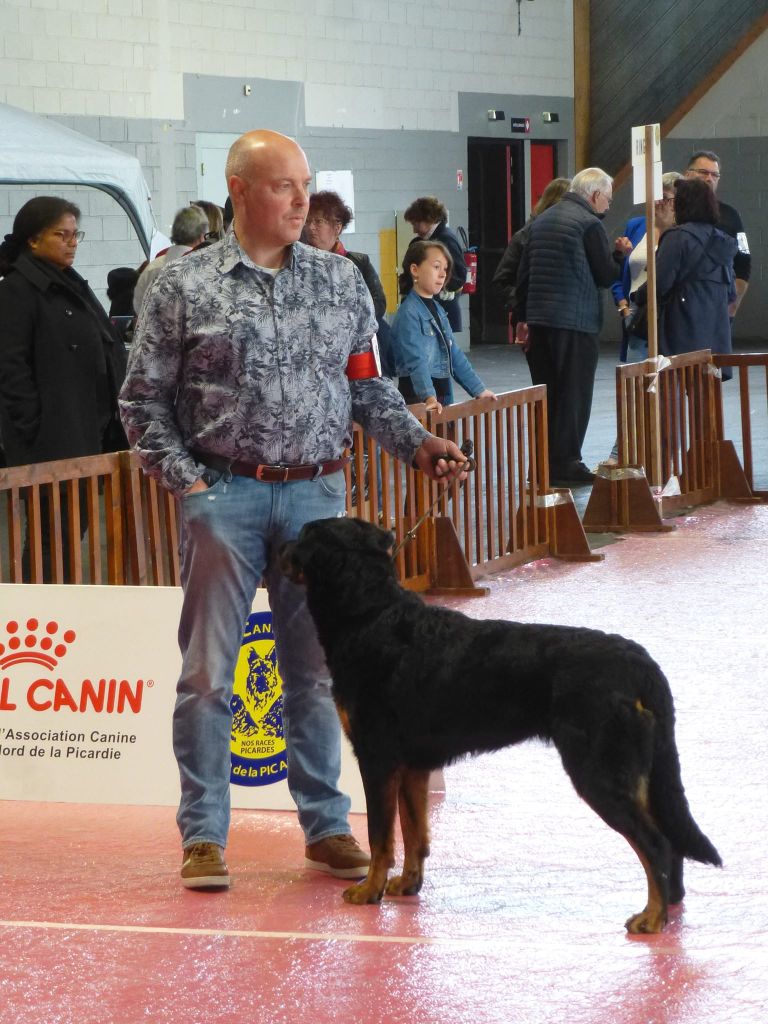 CH. Uzelle Le Bas Rouge Céleste - 2e EXC RCACIB (Cl Ch)