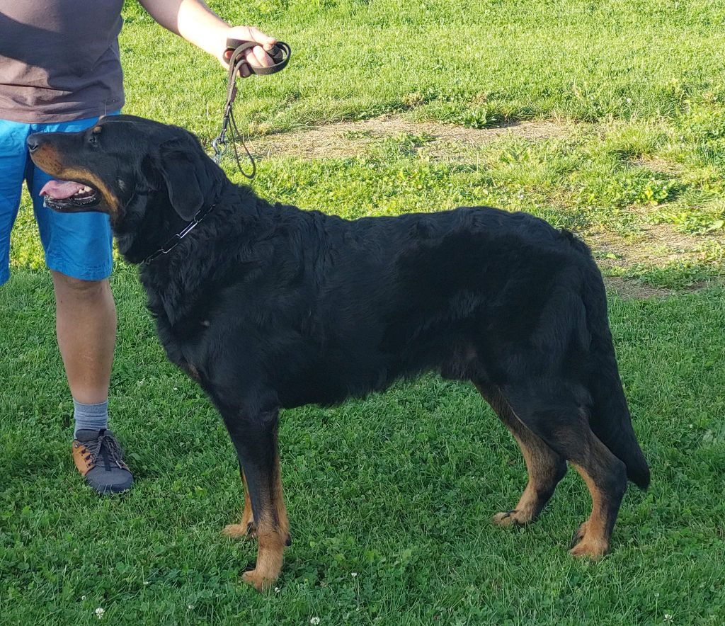 CH. Solo L'ami De La Campagne - 1e EXC BOB (cl Ch)