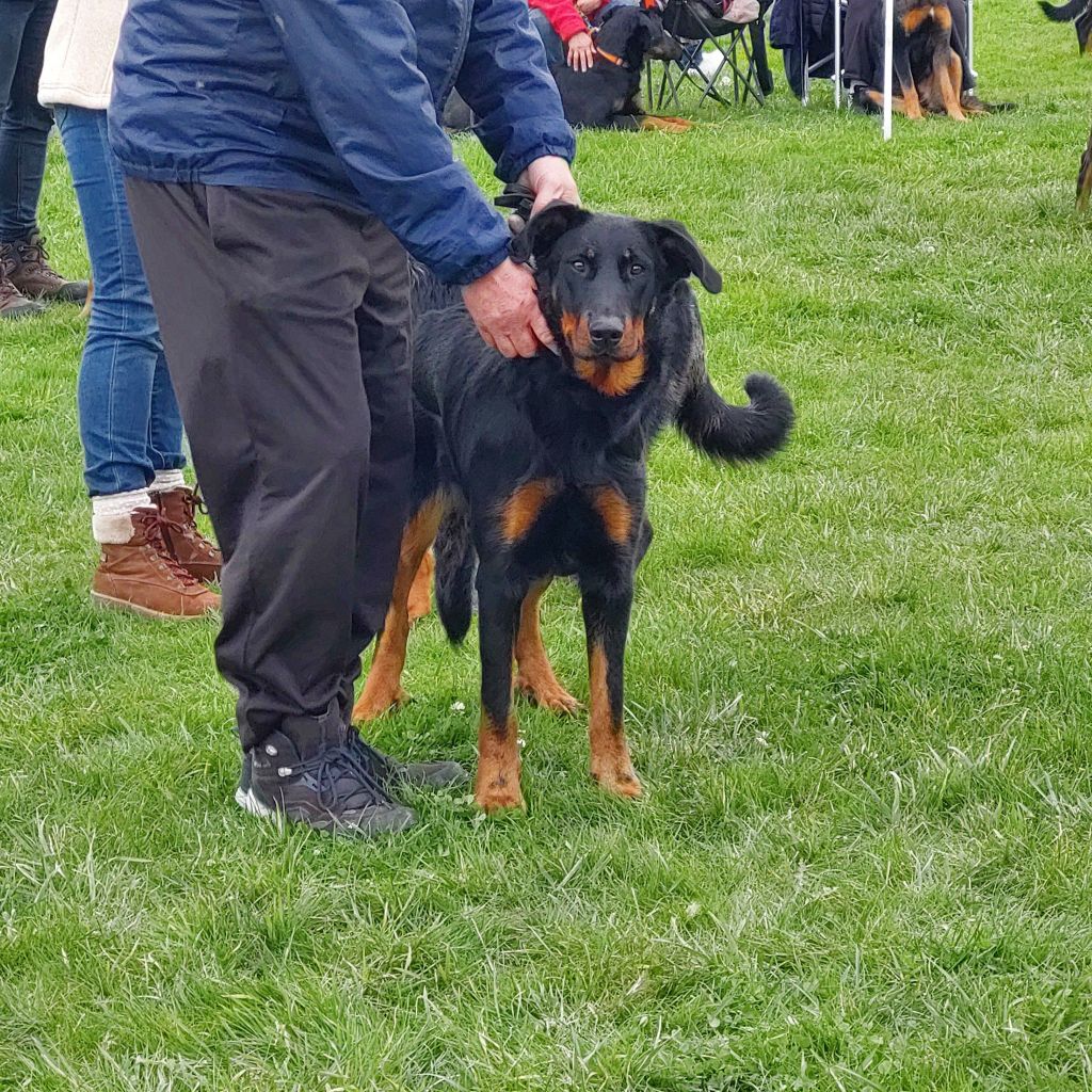 Whyava L'ami De La Campagne - EXC MORPHO / EXC TAN 2e plaats/place