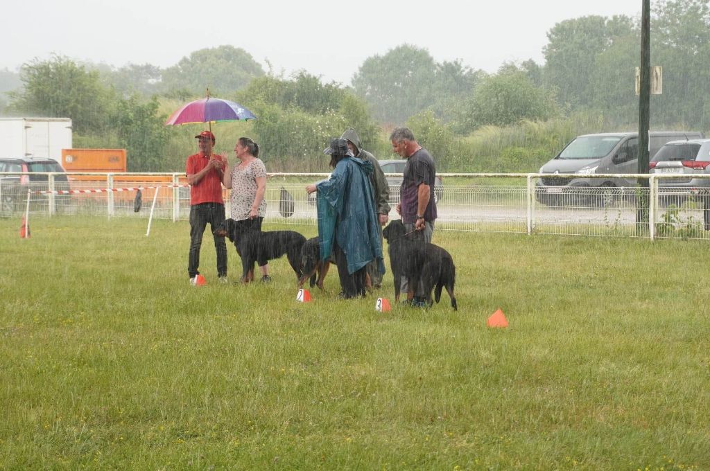 CH. Vousia L'ami De La Campagne - 1e (cl debutant) EXC MORPHO