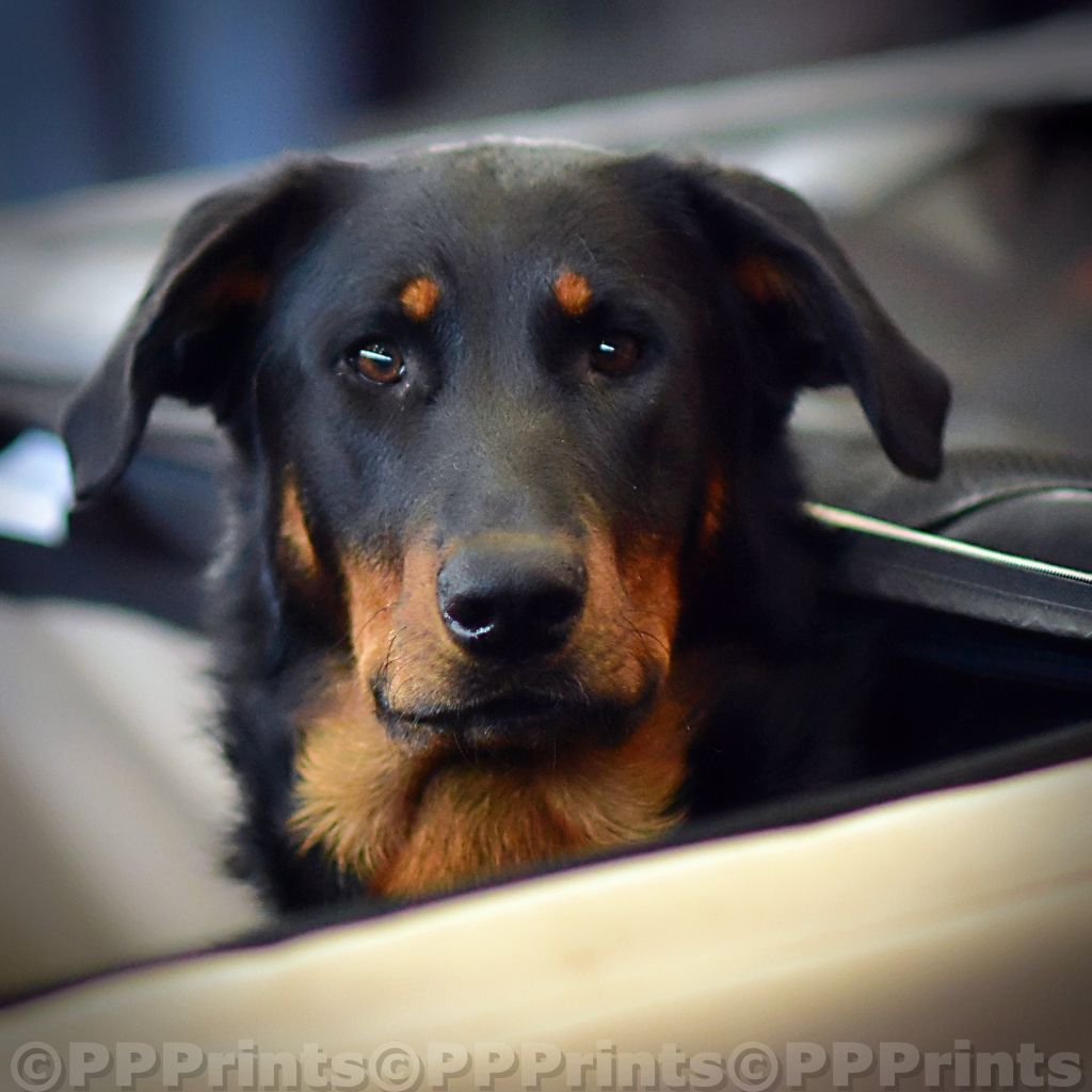 CH. Vousia L'ami De La Campagne - 1e EXC JR-CACIB CAC BOS (MEILLEURE FEMELLE)