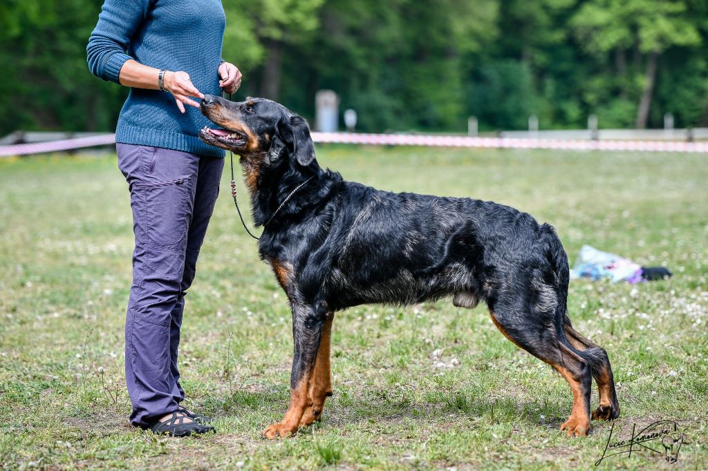 CH. Q'navarre L'ami De La Campagne - 1e Exc CAC (classe ouverte)