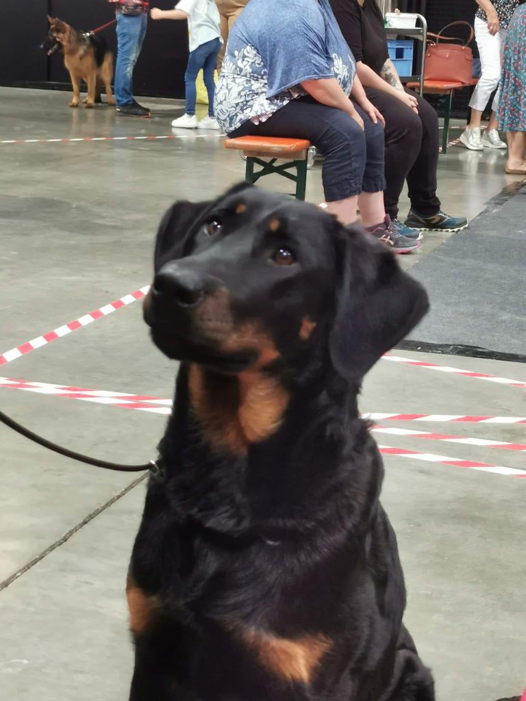 CH. Uzelle Le Bas Rouge Céleste - 1e EXC CACL Res CACIB (Ch. Lux)