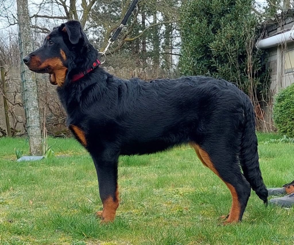 Whyava L'ami De La Campagne - 1e Très Prometteur / Veelbelovend & BESTE BABY