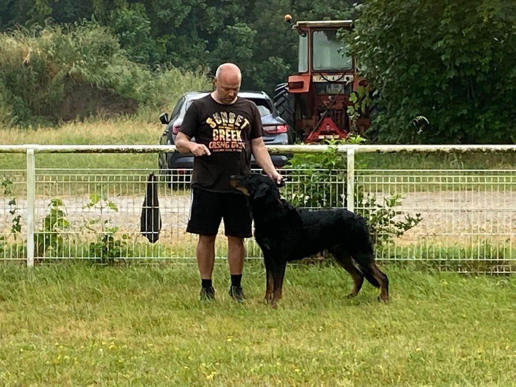 CH. Solo L'ami De La Campagne - 1e (cl travail) EXC MORPHO / EXC TAN - COTATION 2!