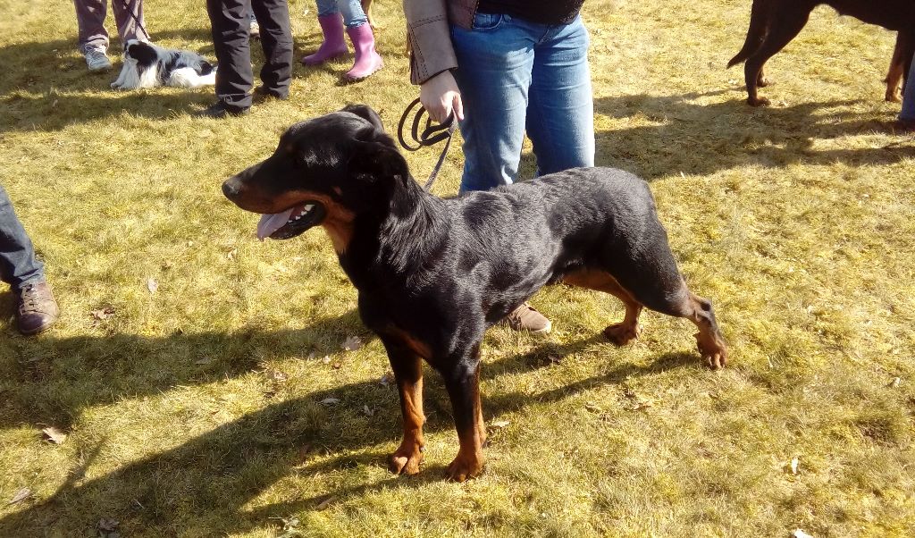 Nelle L'ami De La Campagne - Exc morpho Exc caract 9-9-9 Cotation 3